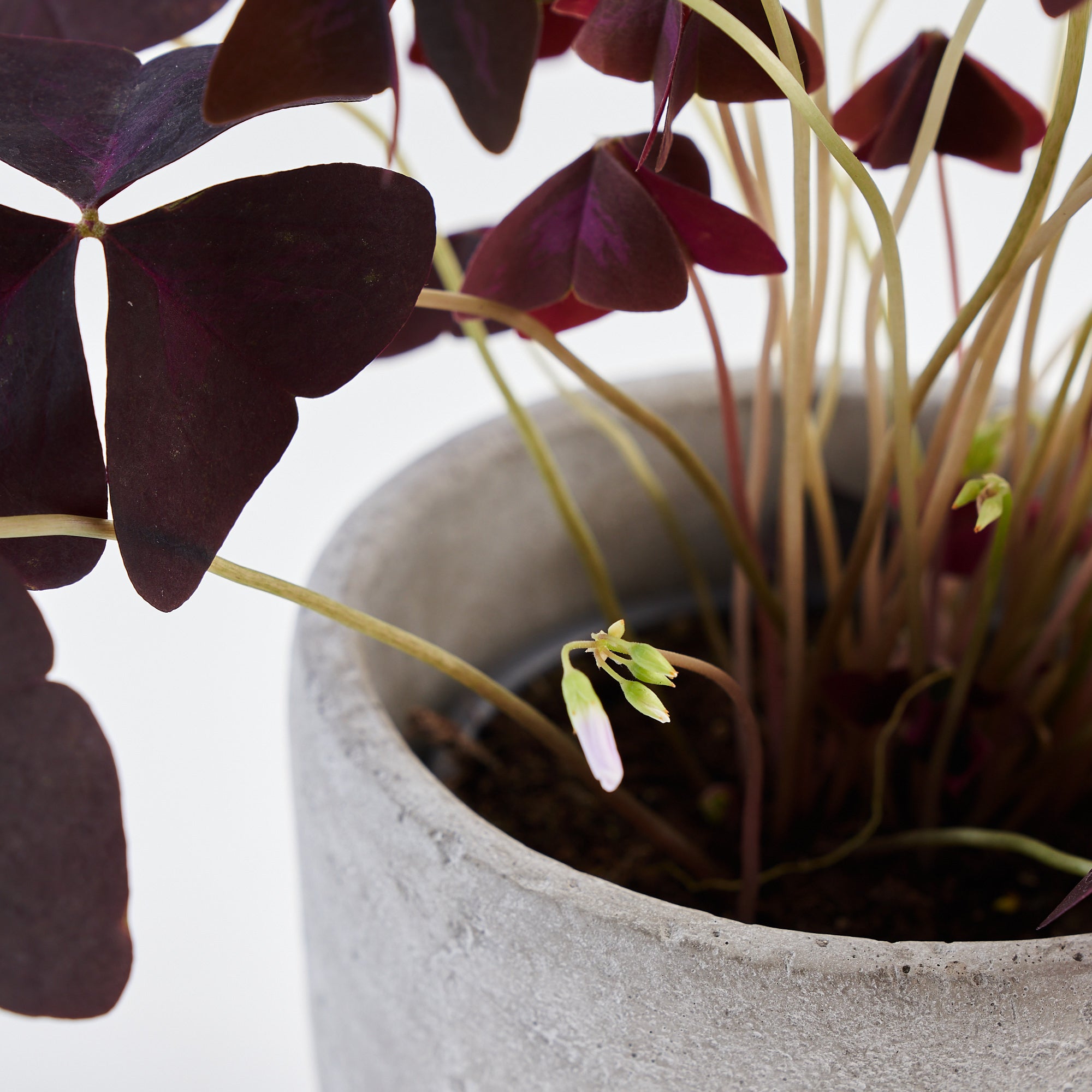 Oxalis plant in terracotta pot to order online 