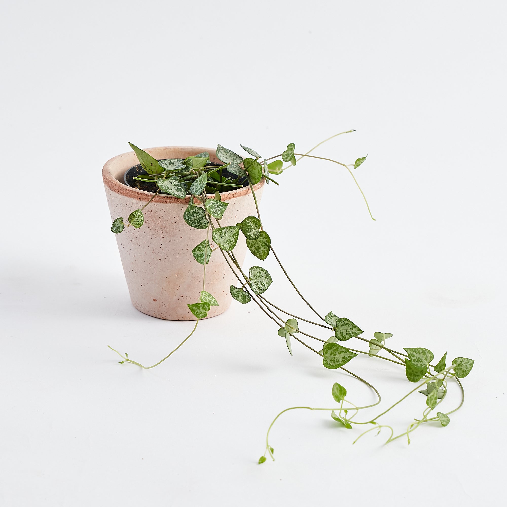 string of hearts plant in terracotta pot to order online