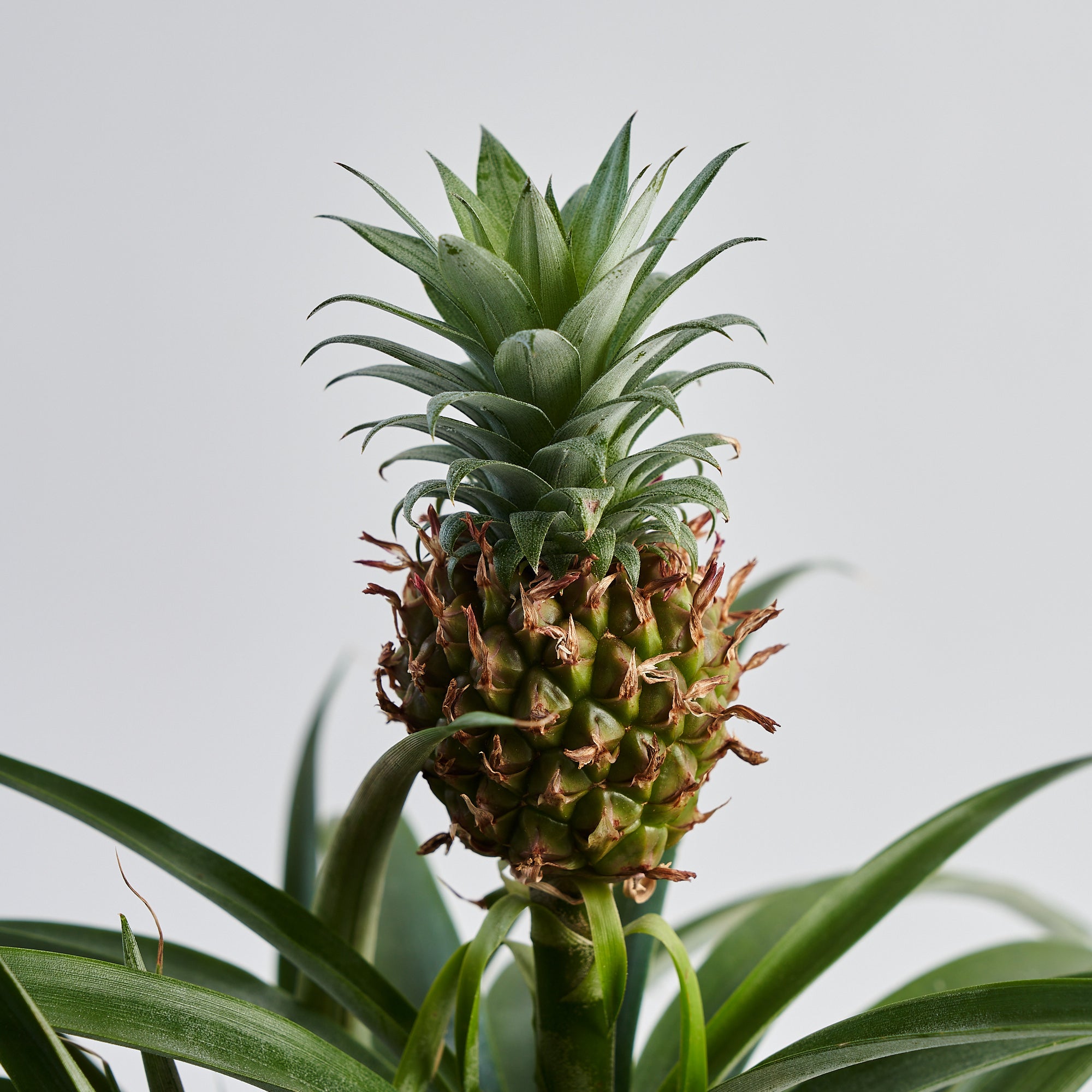 Ornamental Pineapple plant