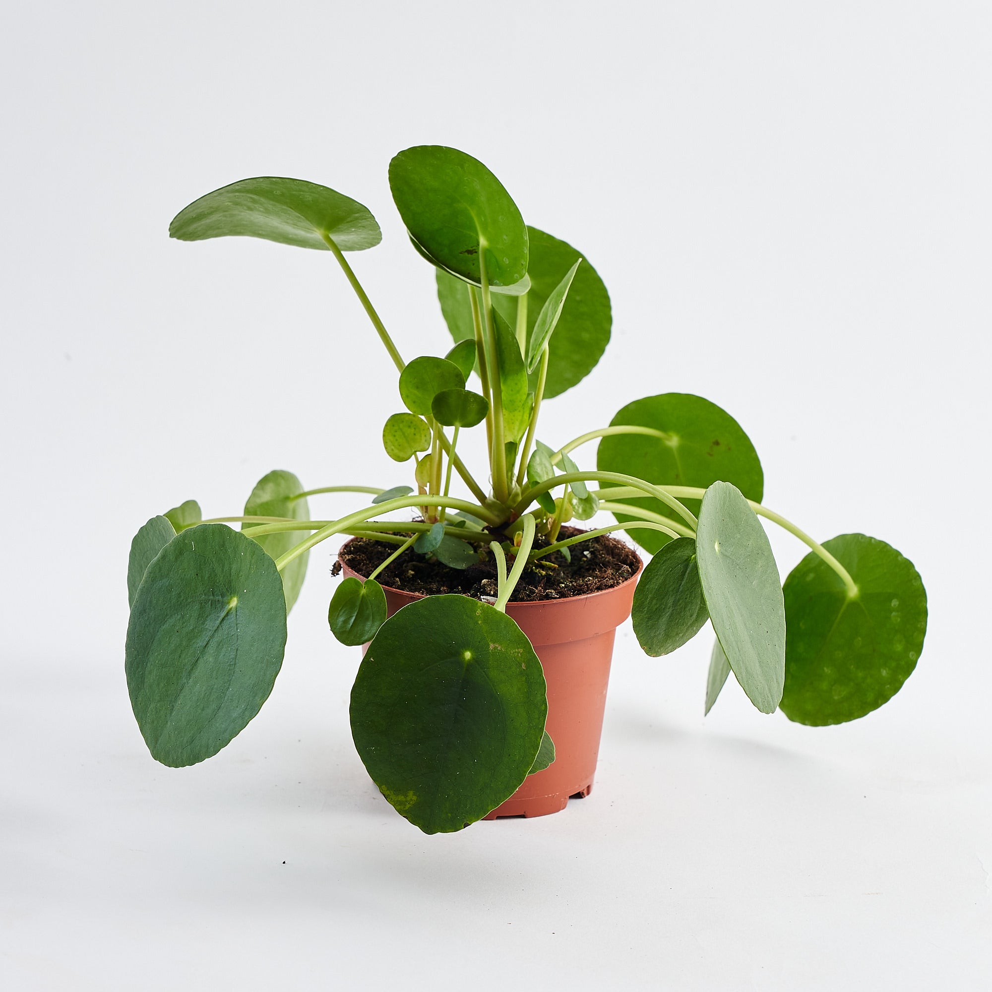 Pilea Peperomioides