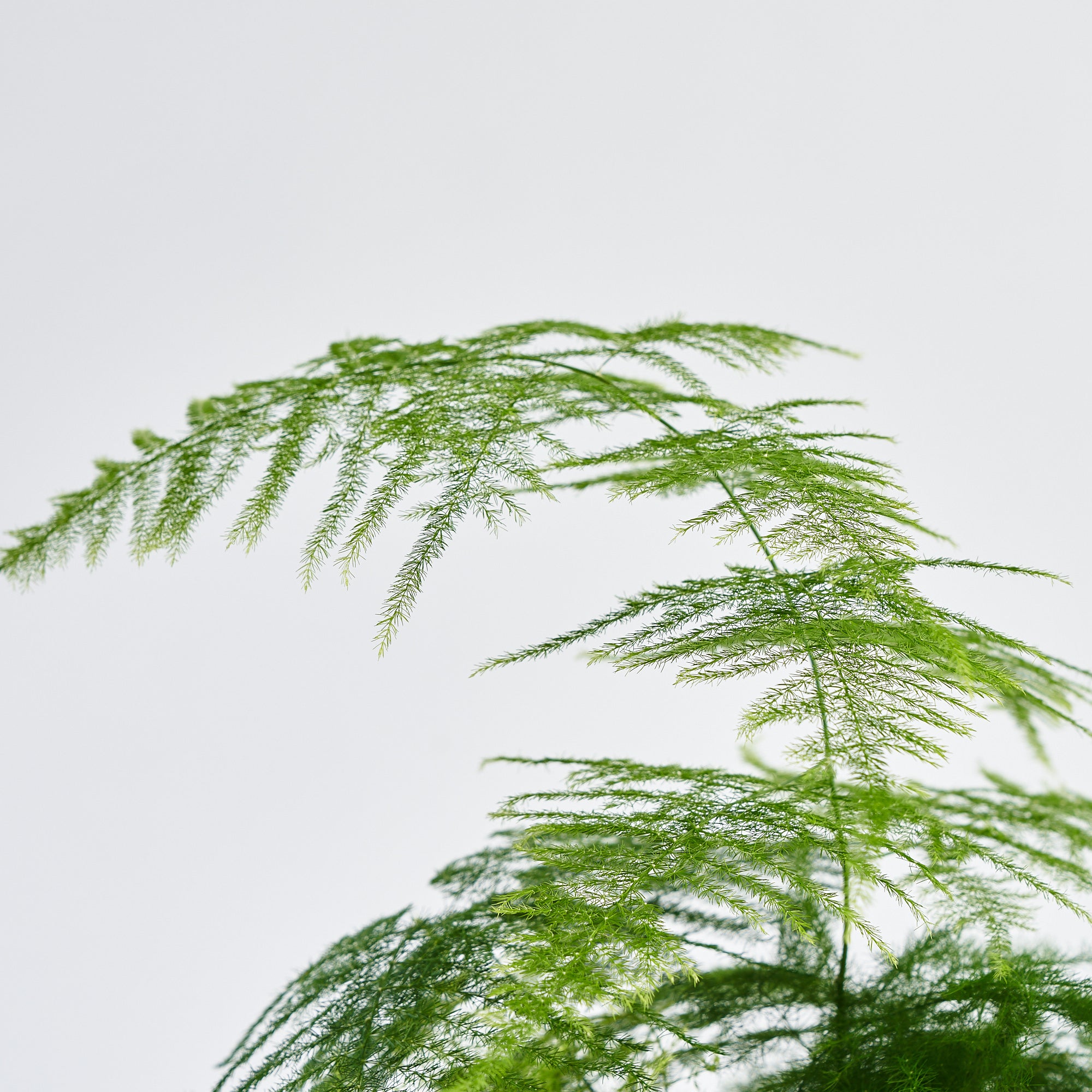 Asparagus Fern