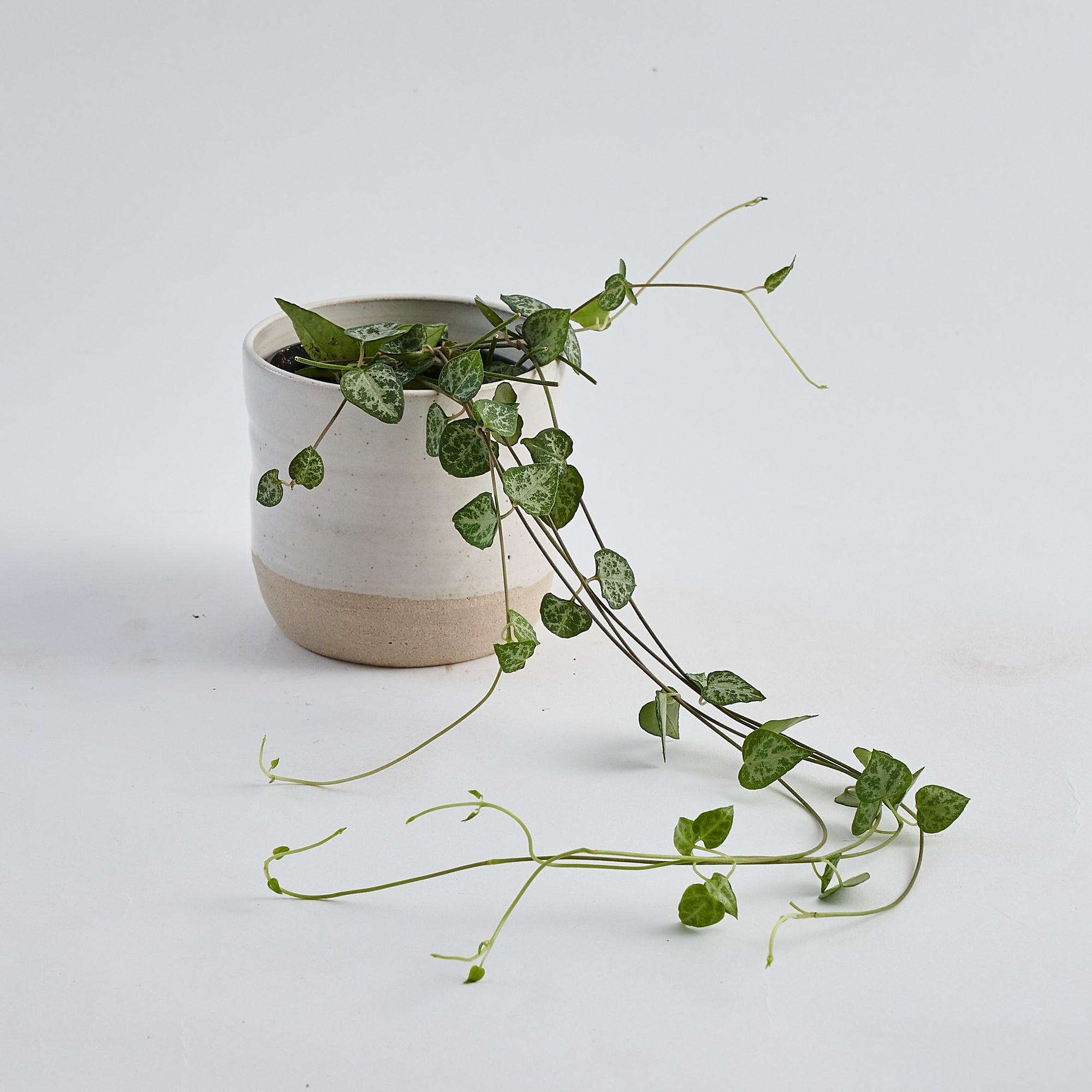 string of hearts plant in terracotta pot to order online