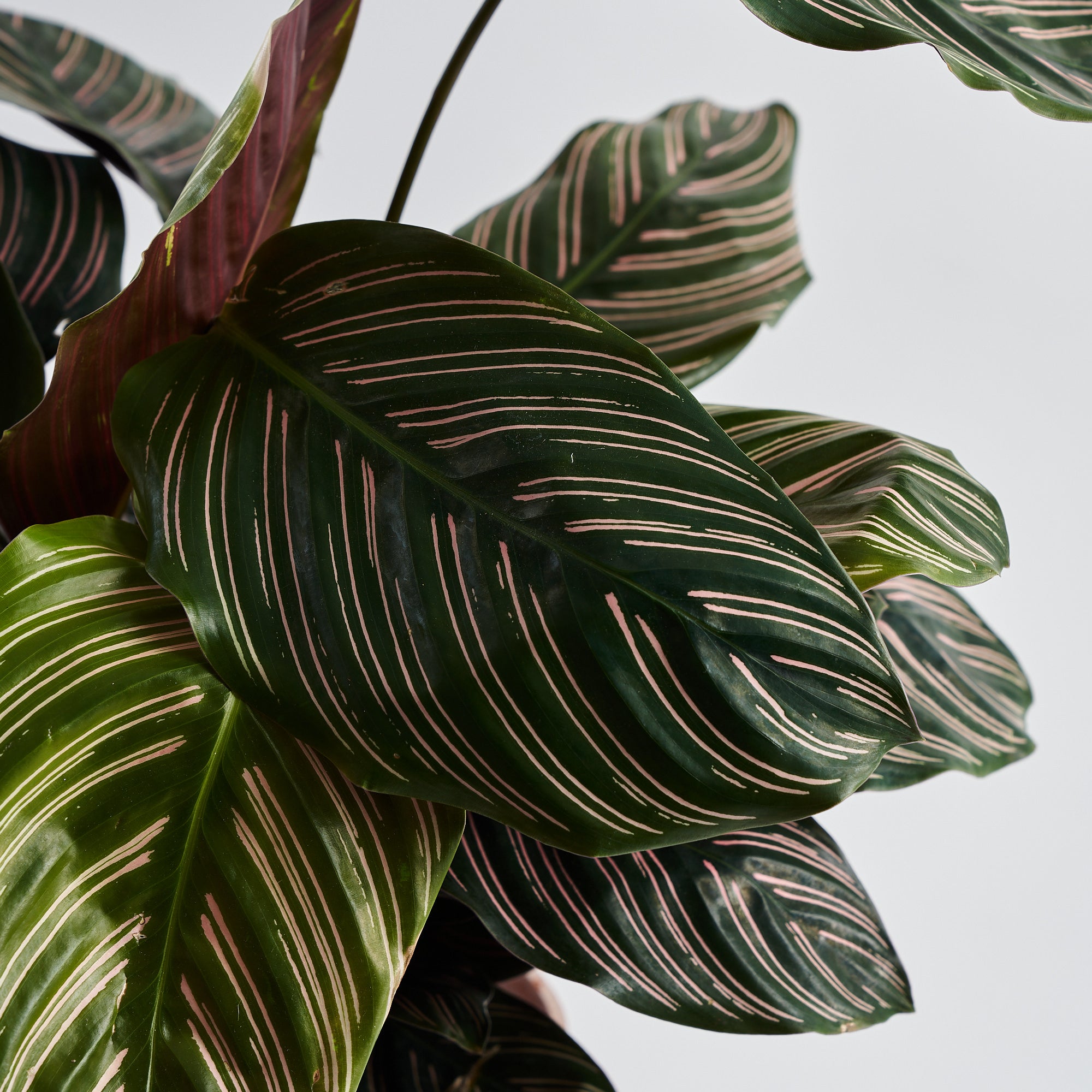 Calathea Pin Stripe (Ornata)