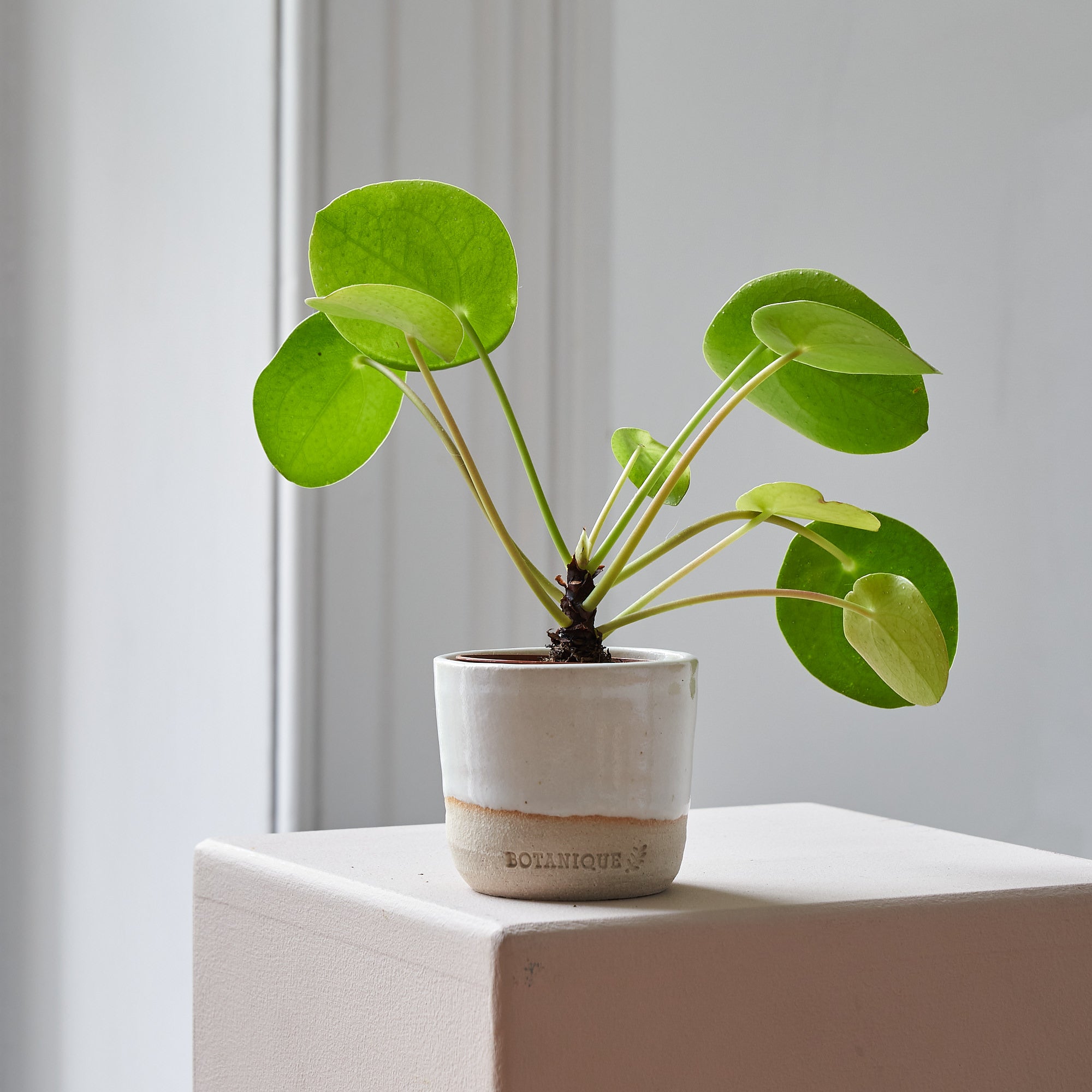 Baby Pilea Peperomioides