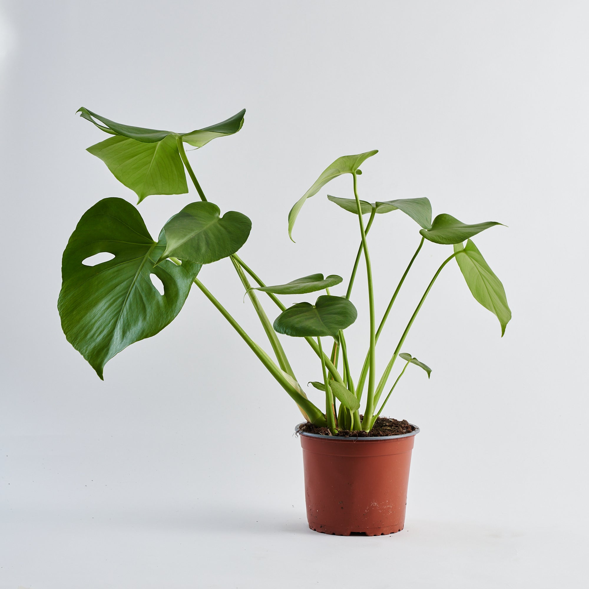 Cheese Plant (Monstera Deliciosa) - Medium