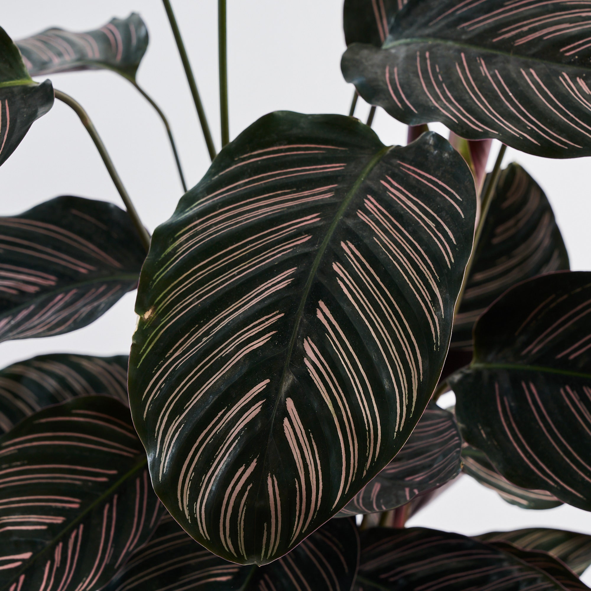 Calathea Pin Stripe (Ornata) - Large