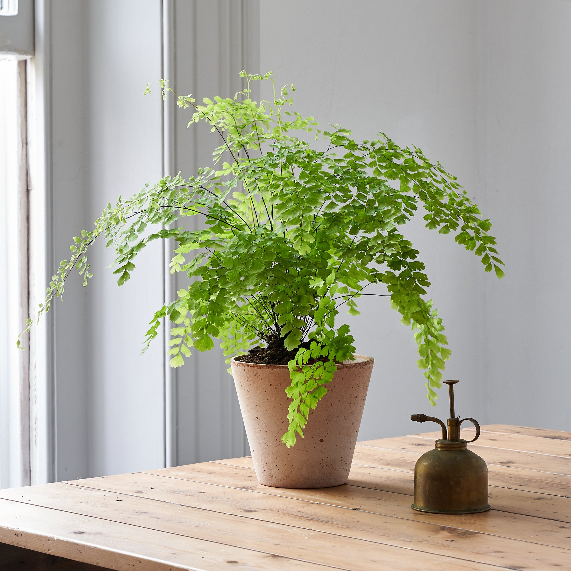 Maiden Hair Fern