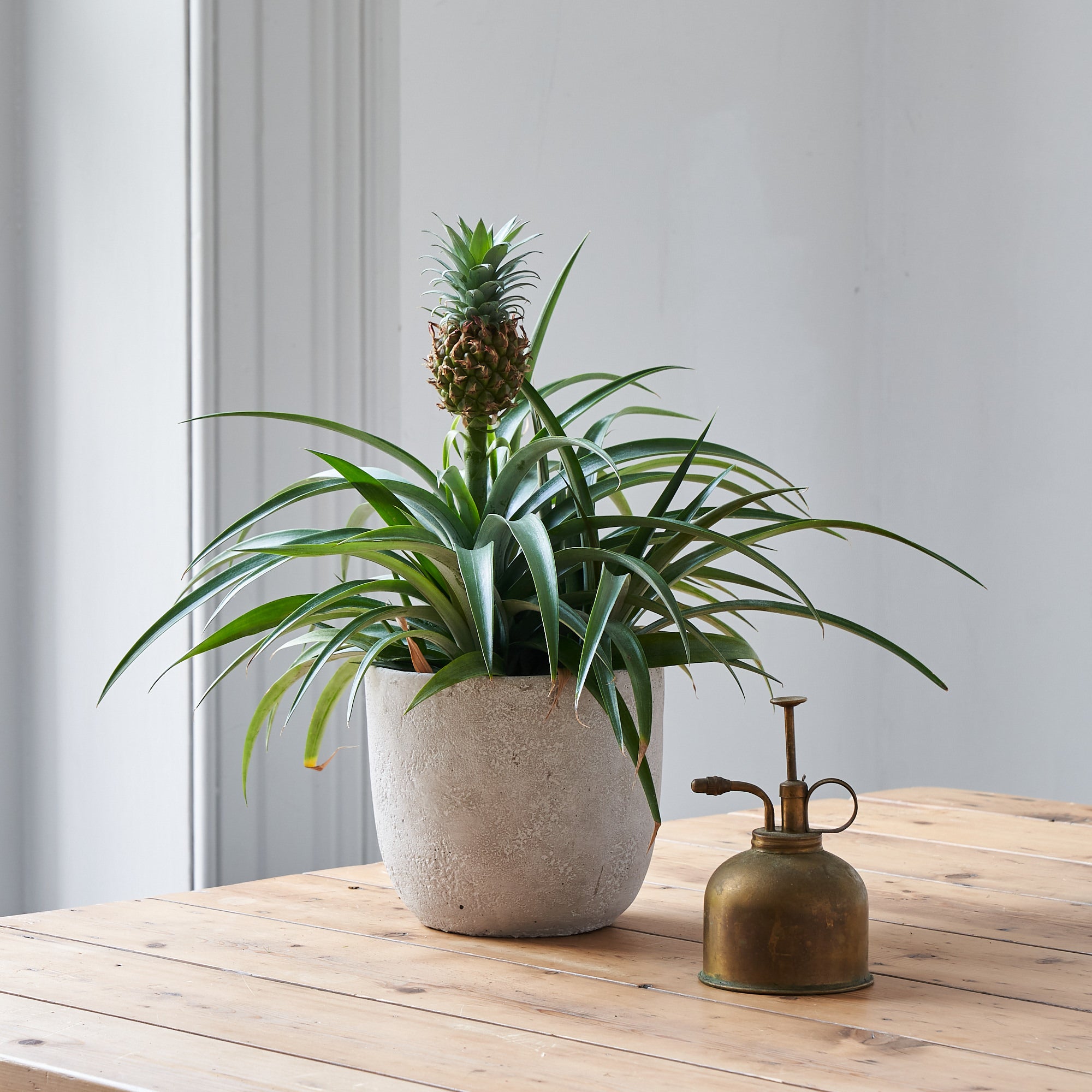 Ornamental Pineapple plant