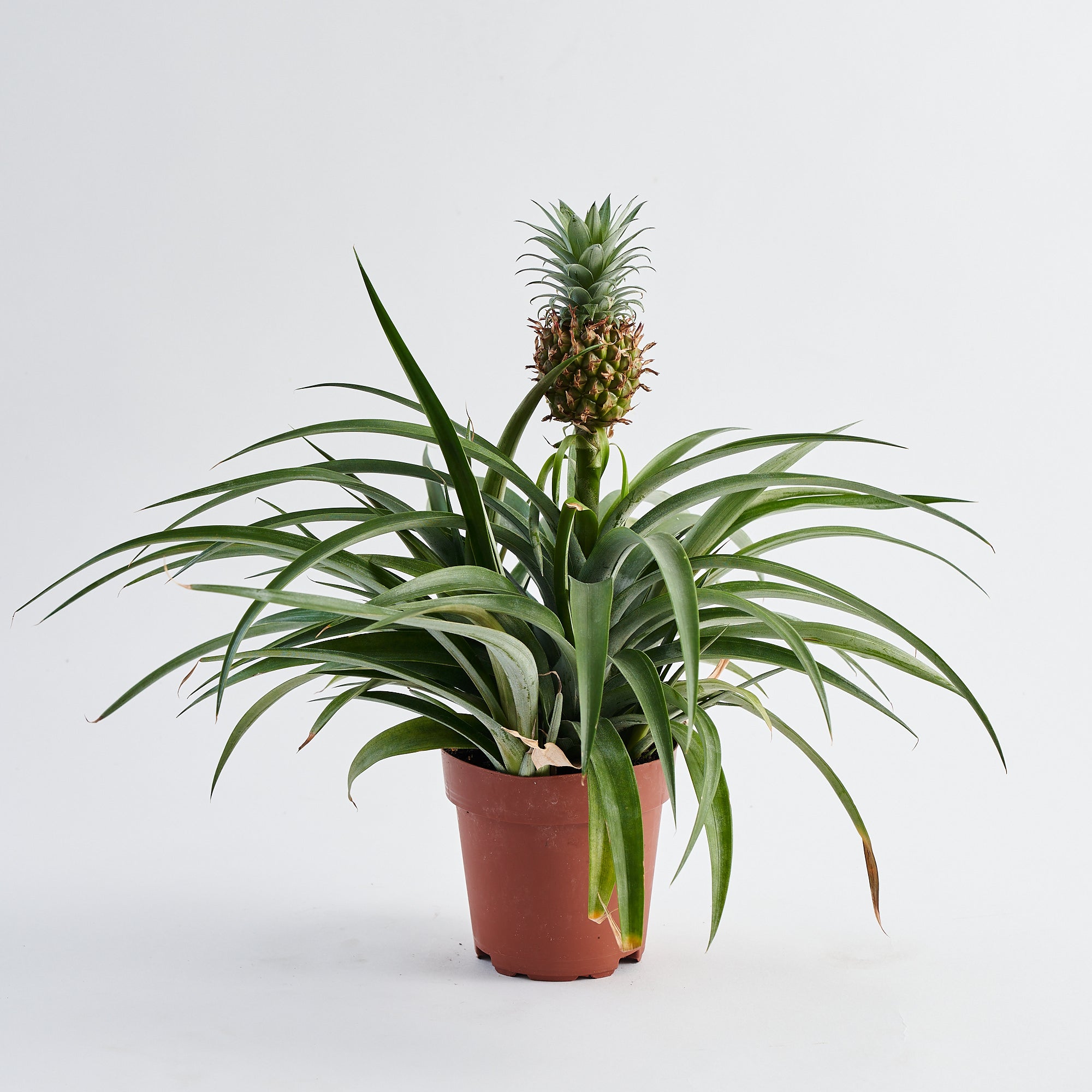 Ornamental Pineapple plant