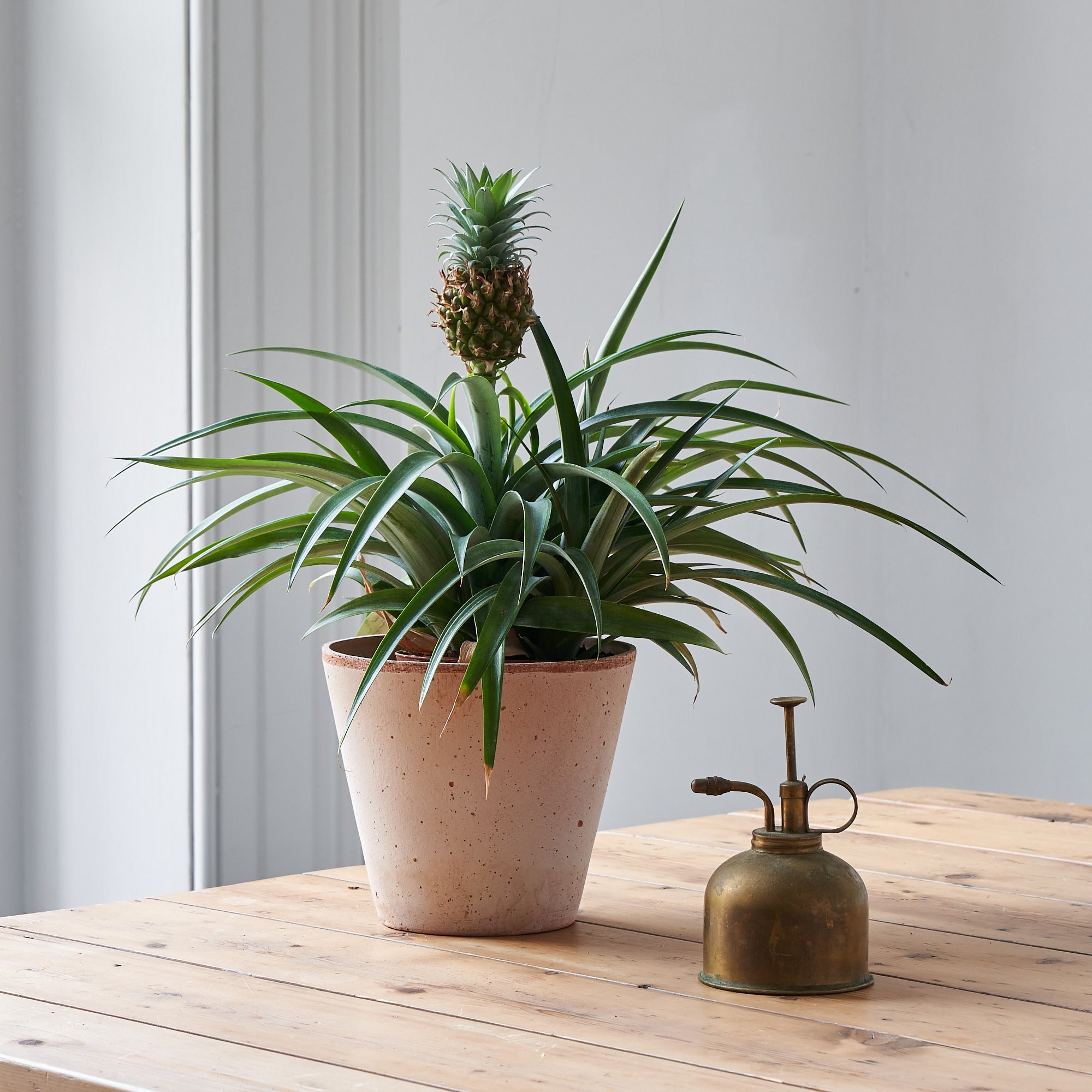 Ornamental Pineapple plant