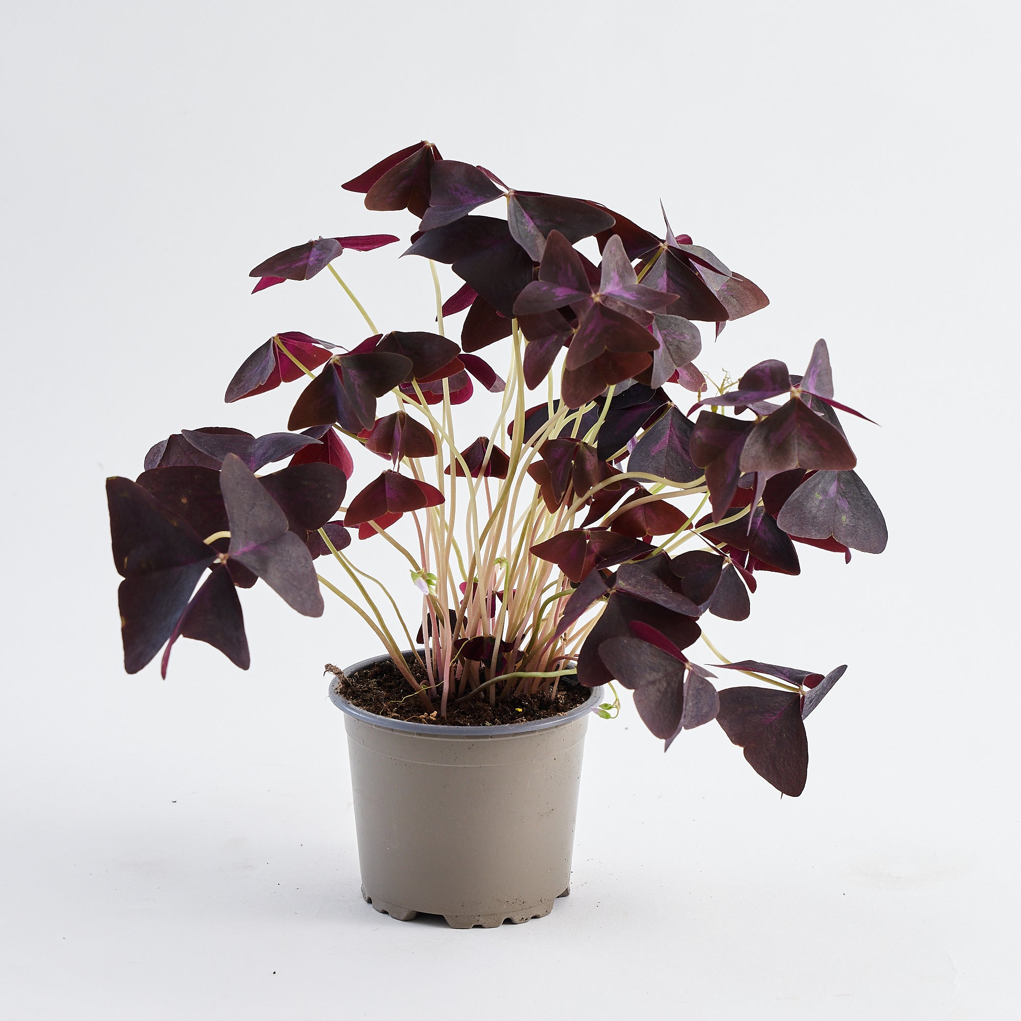 Oxalis plant in terracotta pot to order online 