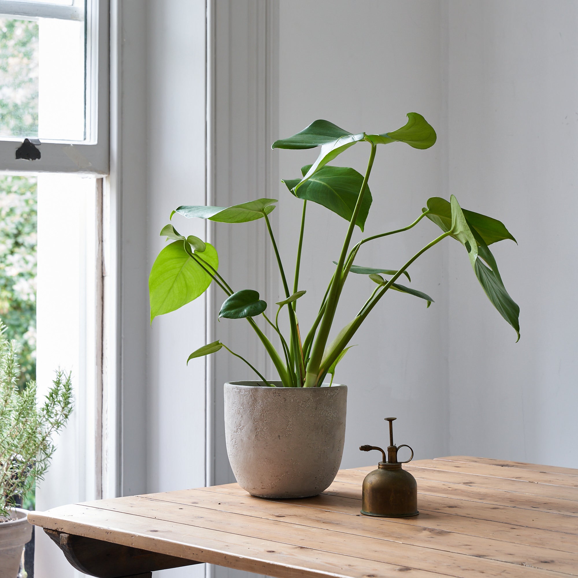 Cheese Plant (Monstera Deliciosa) - Medium