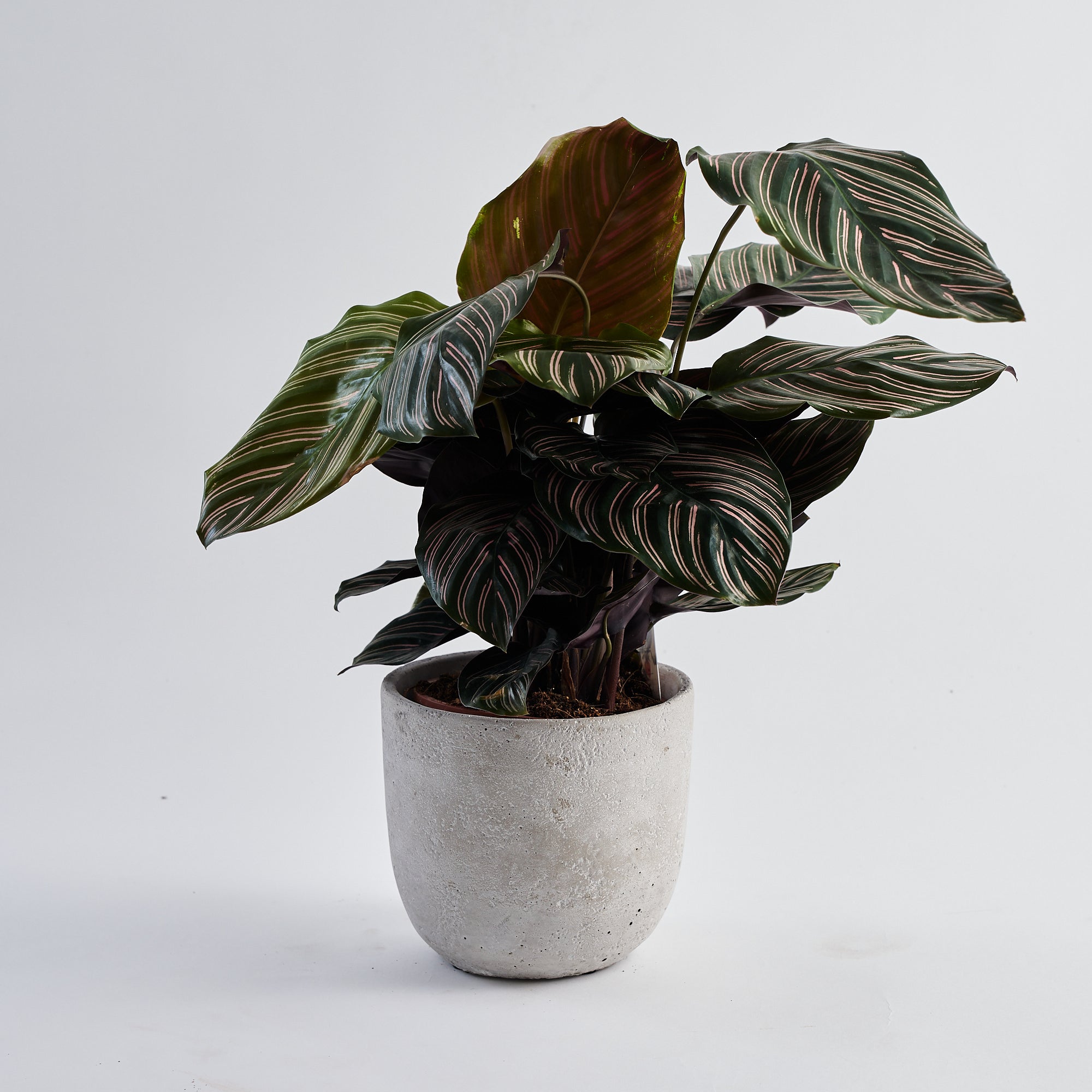 Calathea Pin Stripe (Ornata)