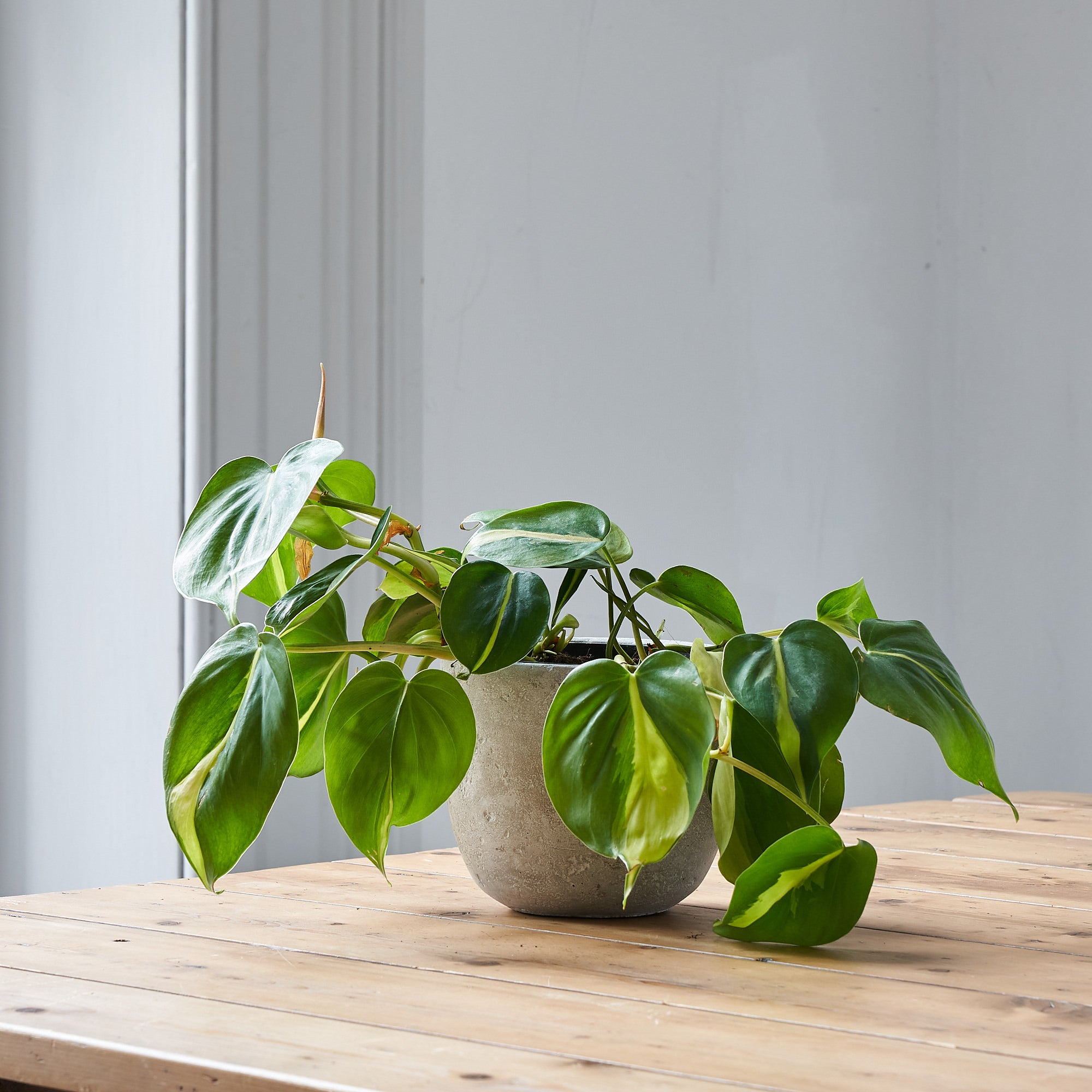 pothos plant order online delivery in London and UK