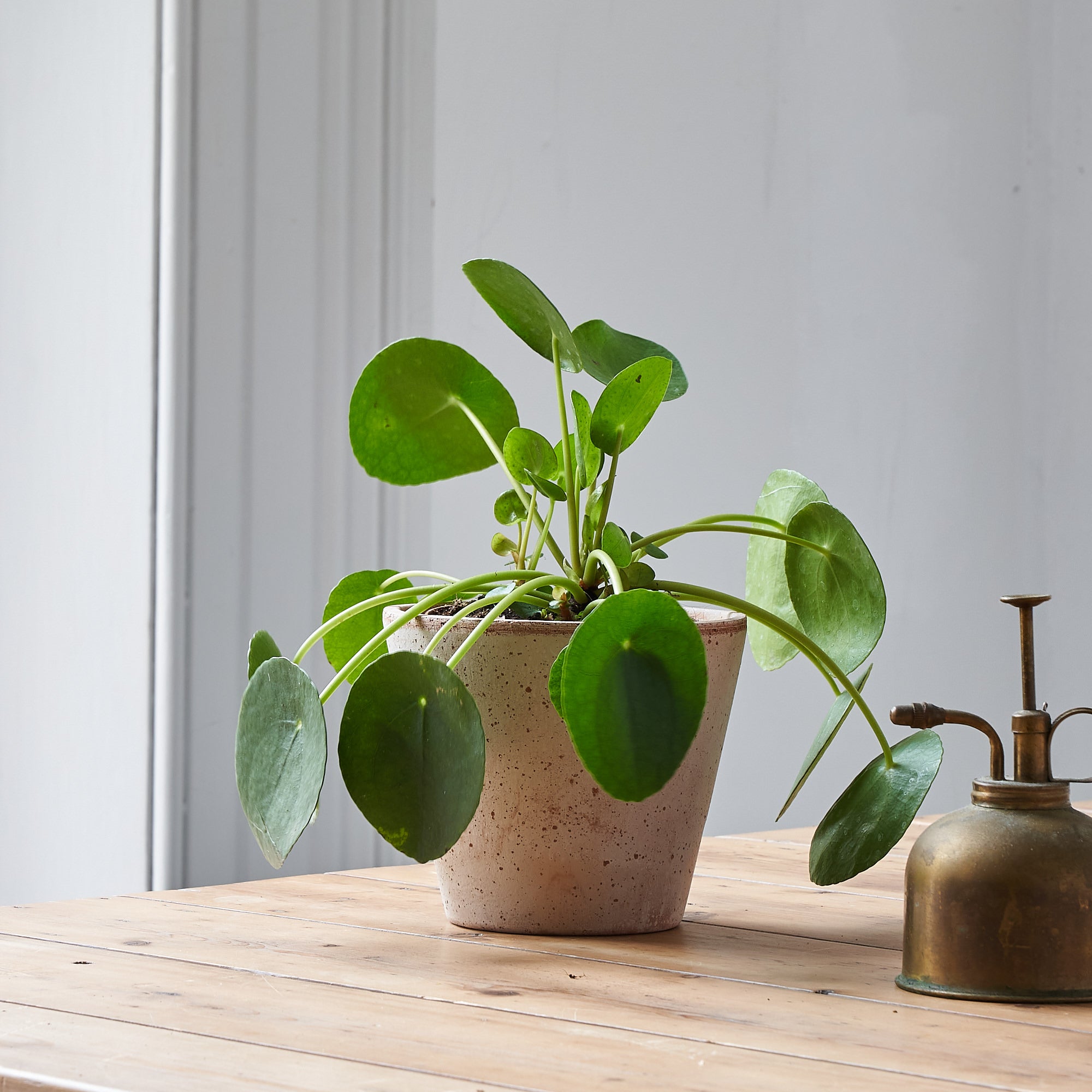 Pilea Peperomioides