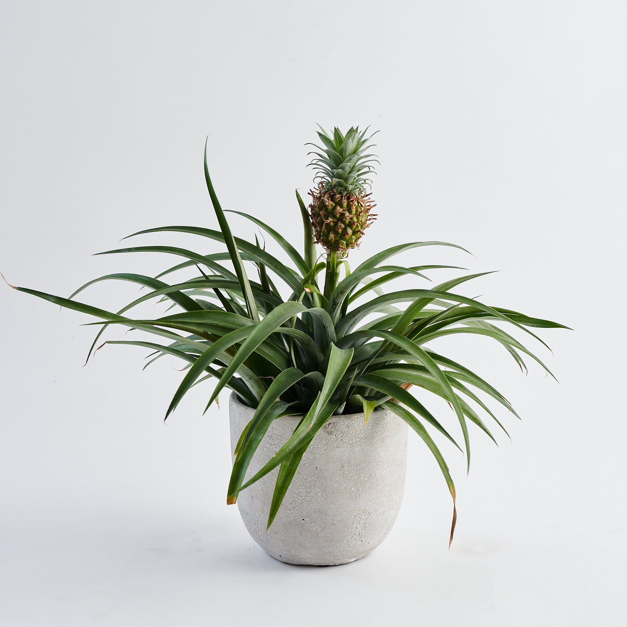 Ornamental Pineapple plant