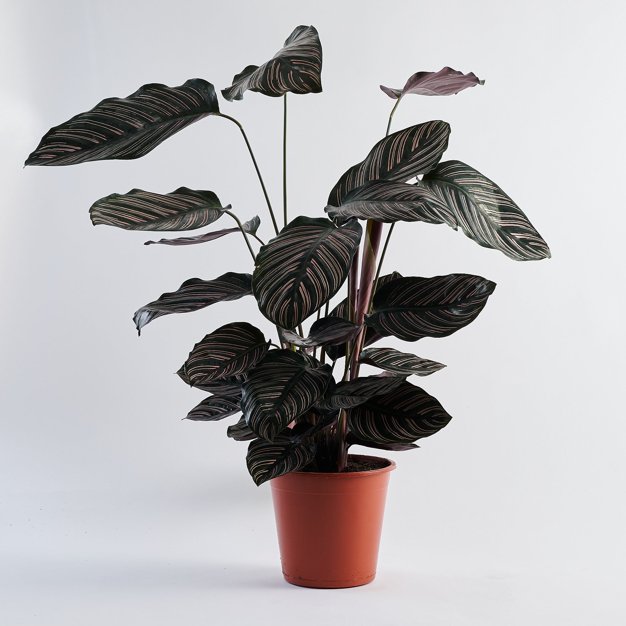 Calathea Pin Stripe (Ornata) - Large