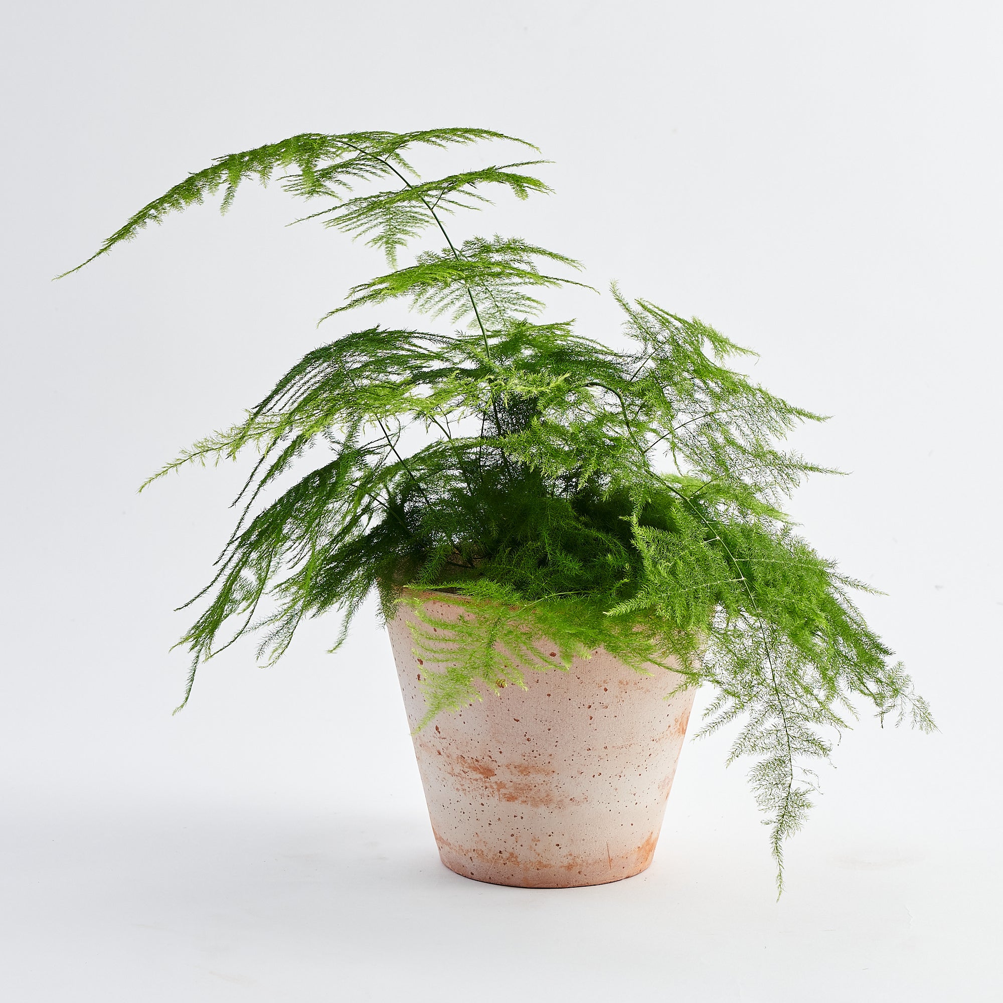 Asparagus Fern