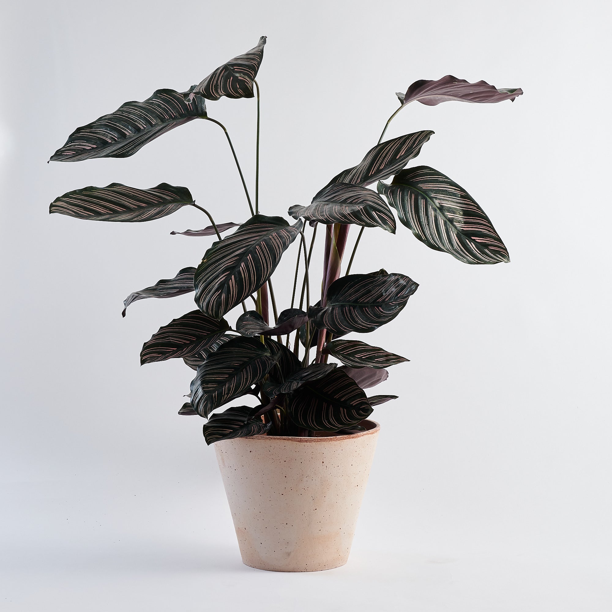 Calathea Pin Stripe (Ornata) - Large