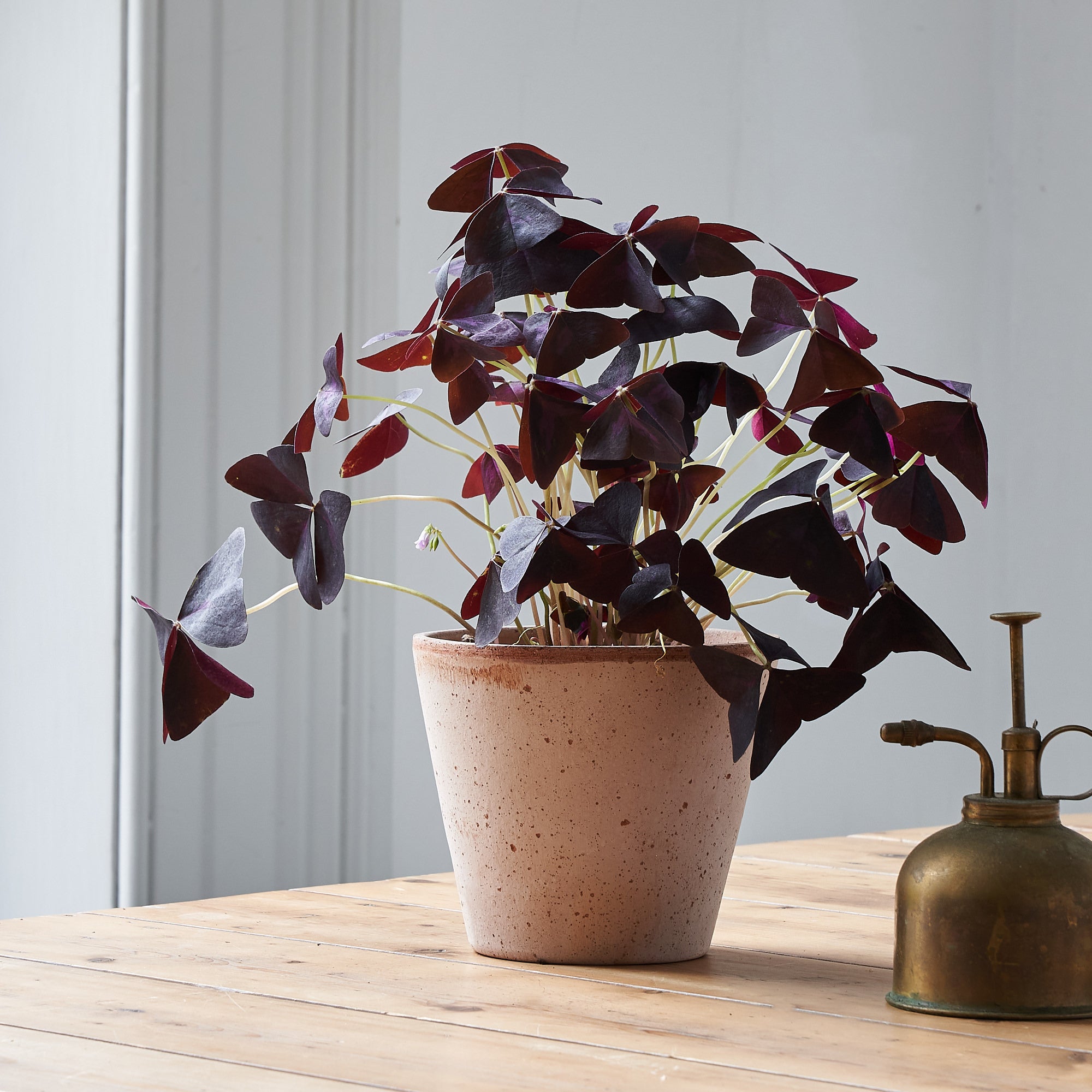 Oxalis plant in terracotta pot to order online 