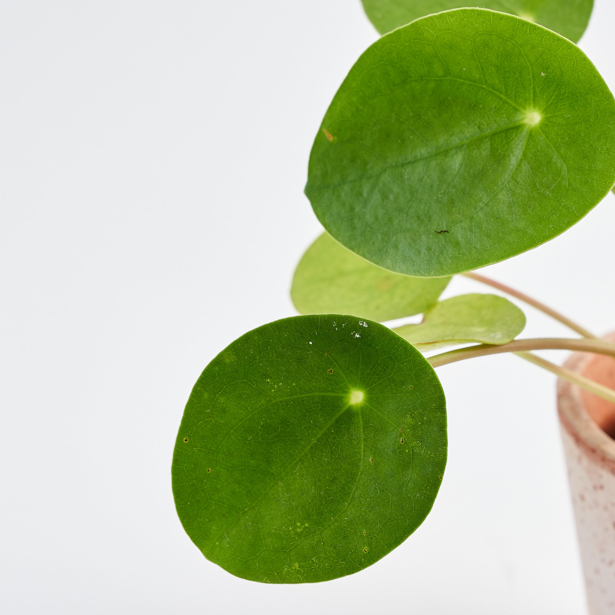 Baby Pilea Peperomioides