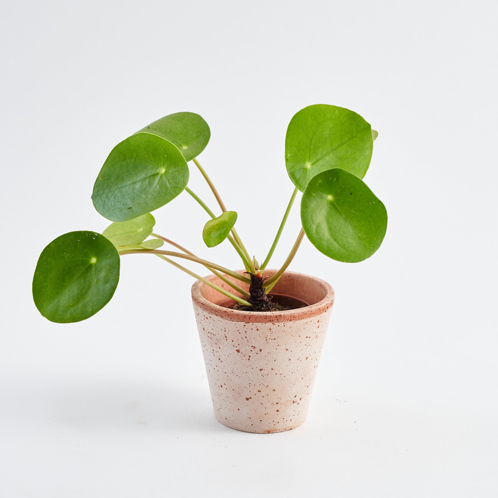 Baby Pilea Peperomioides