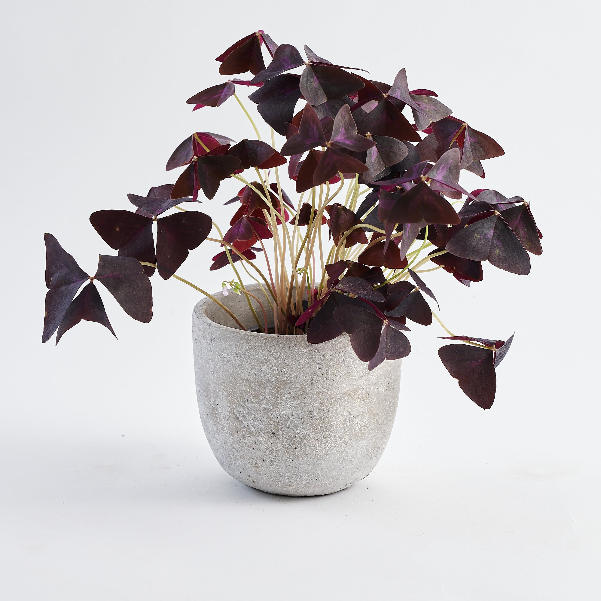 Oxalis plant in terracotta pot to order online 