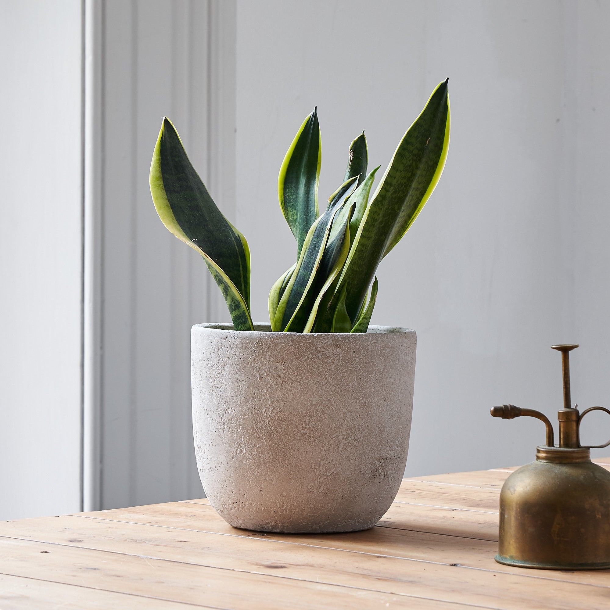 order snake plant online at Botanique Workshop London