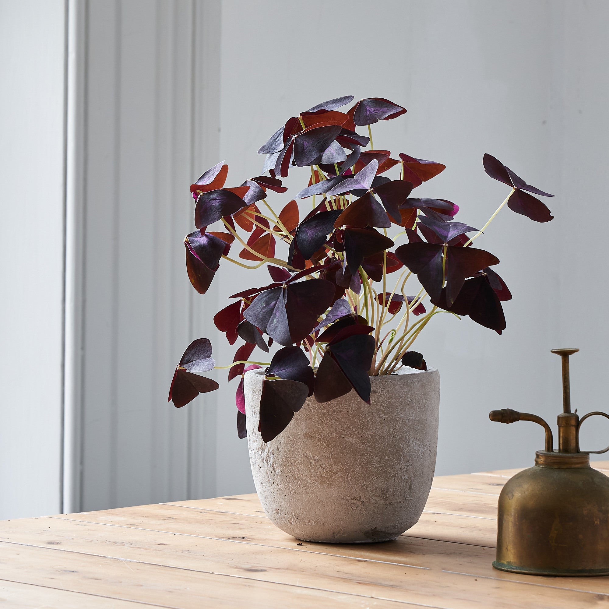 Oxalis plant in terracotta pot to order online 