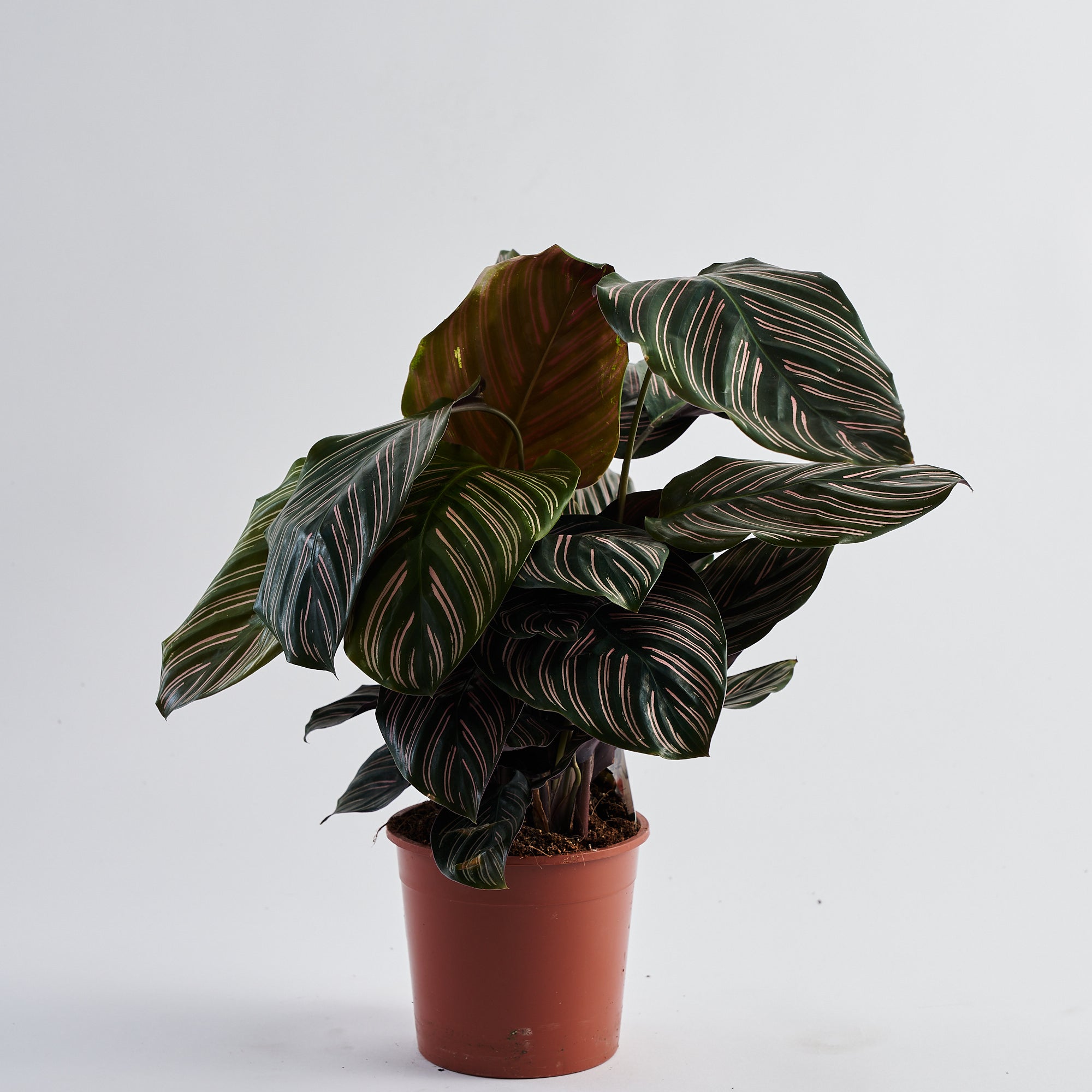 Calathea Pin Stripe (Ornata)