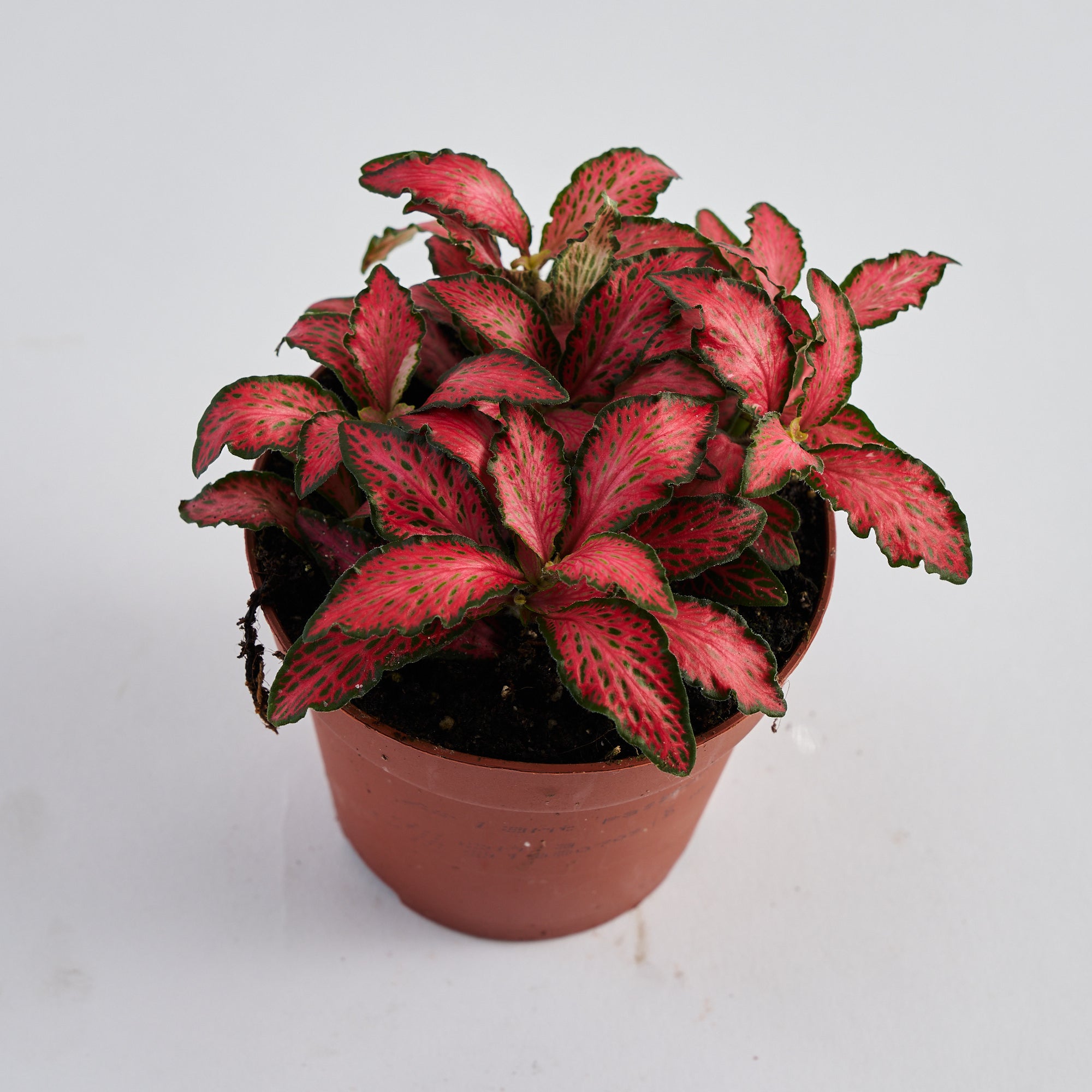 buy fittonia plant online for london and UK nationwide delivery