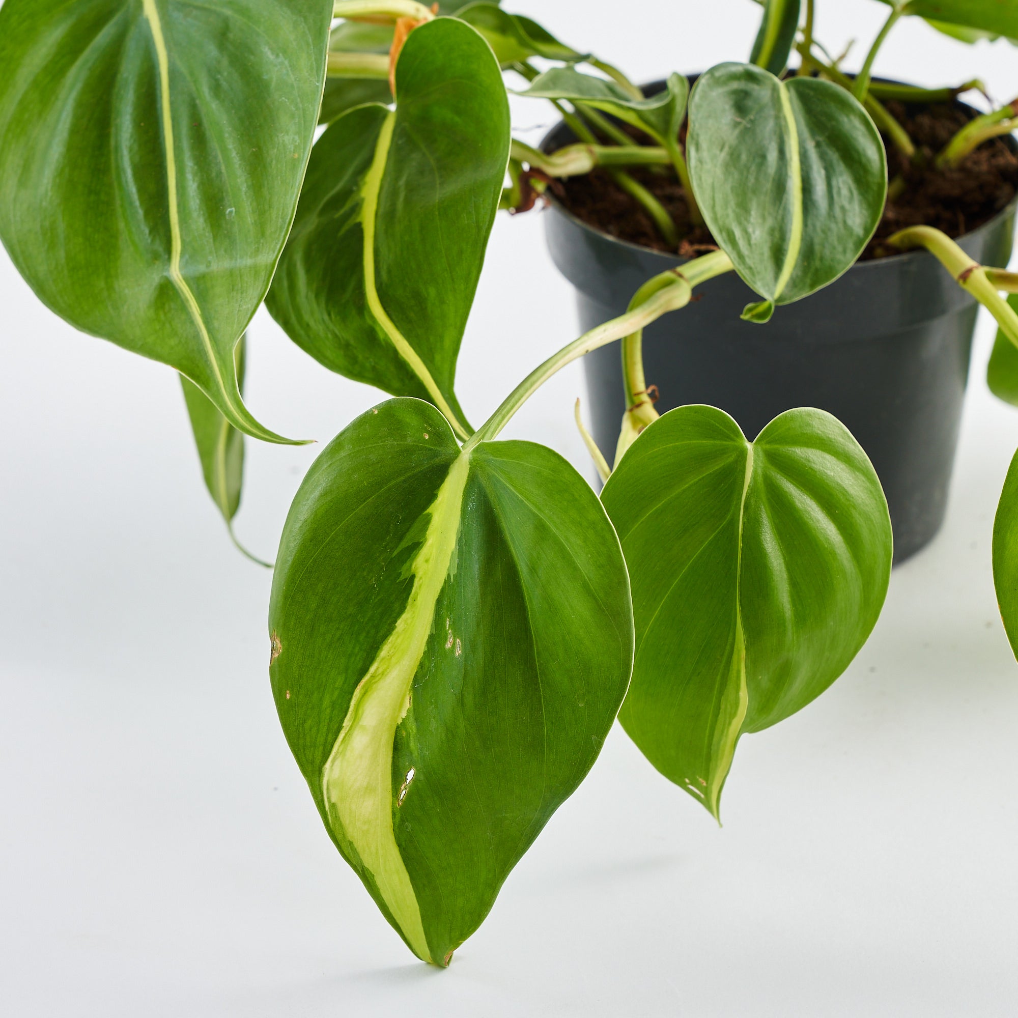 pothos plant order online delivery in London and UK