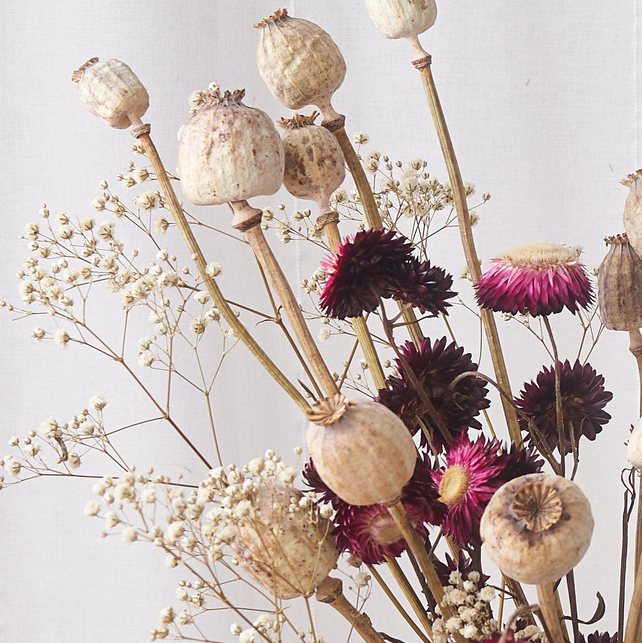 100+ Poppy Hen and Chicken Flower Seeds-Papaver Somniferum-Decorative –  asho8744