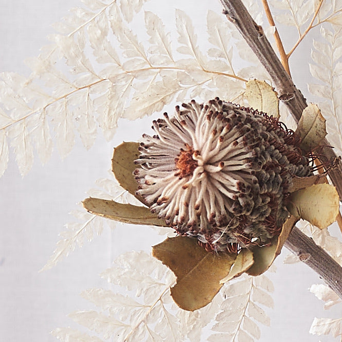 dried flower bunch with bleached white fern and banksia