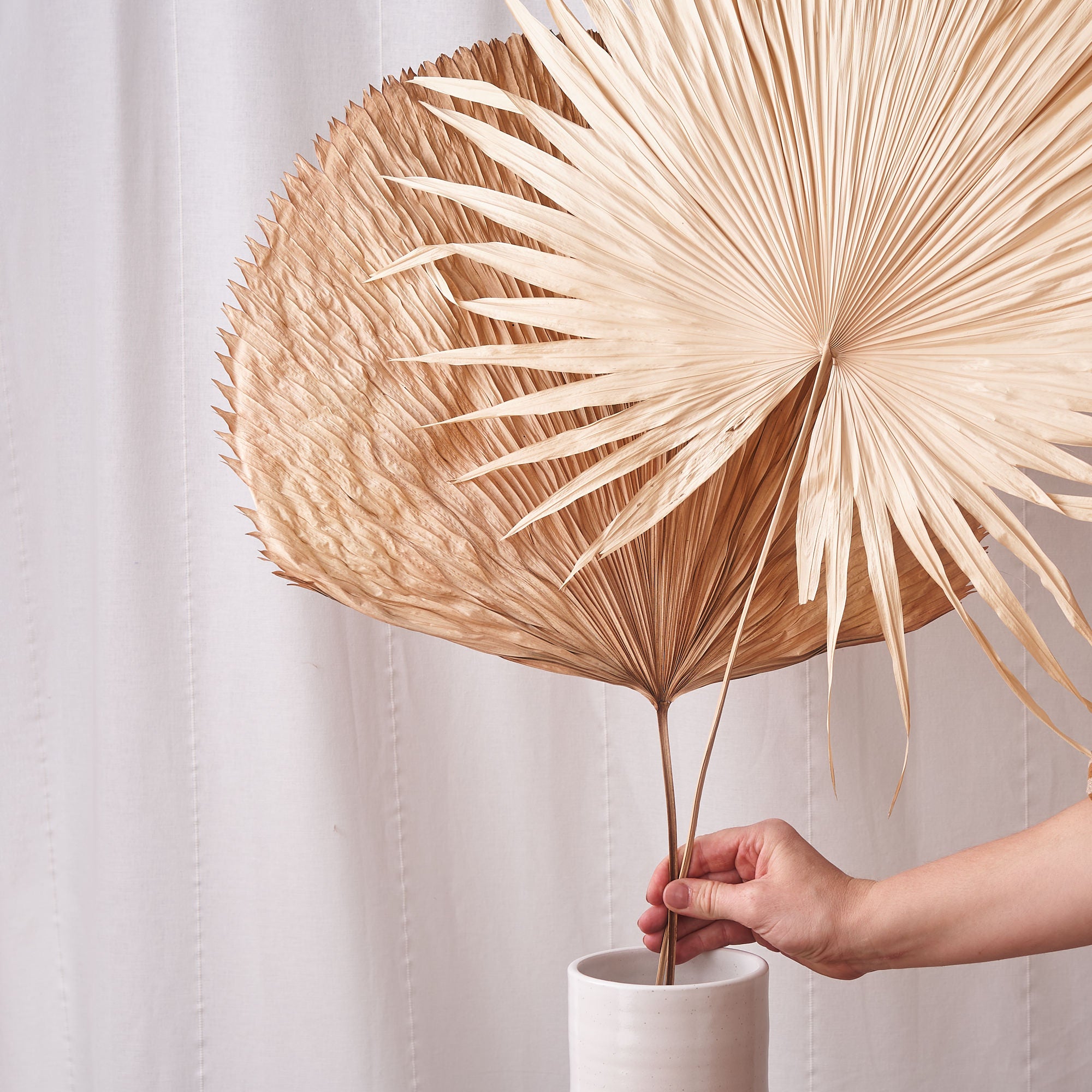 Malibu Dreamer: Fan palm large bleached