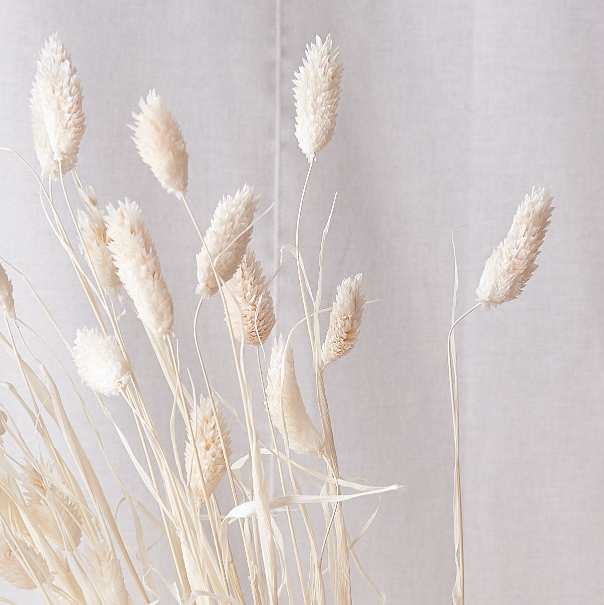 Phalaris dried flowers white wash