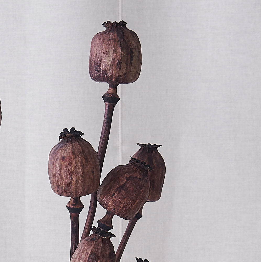 Poppy dried bunch: brown seed heads