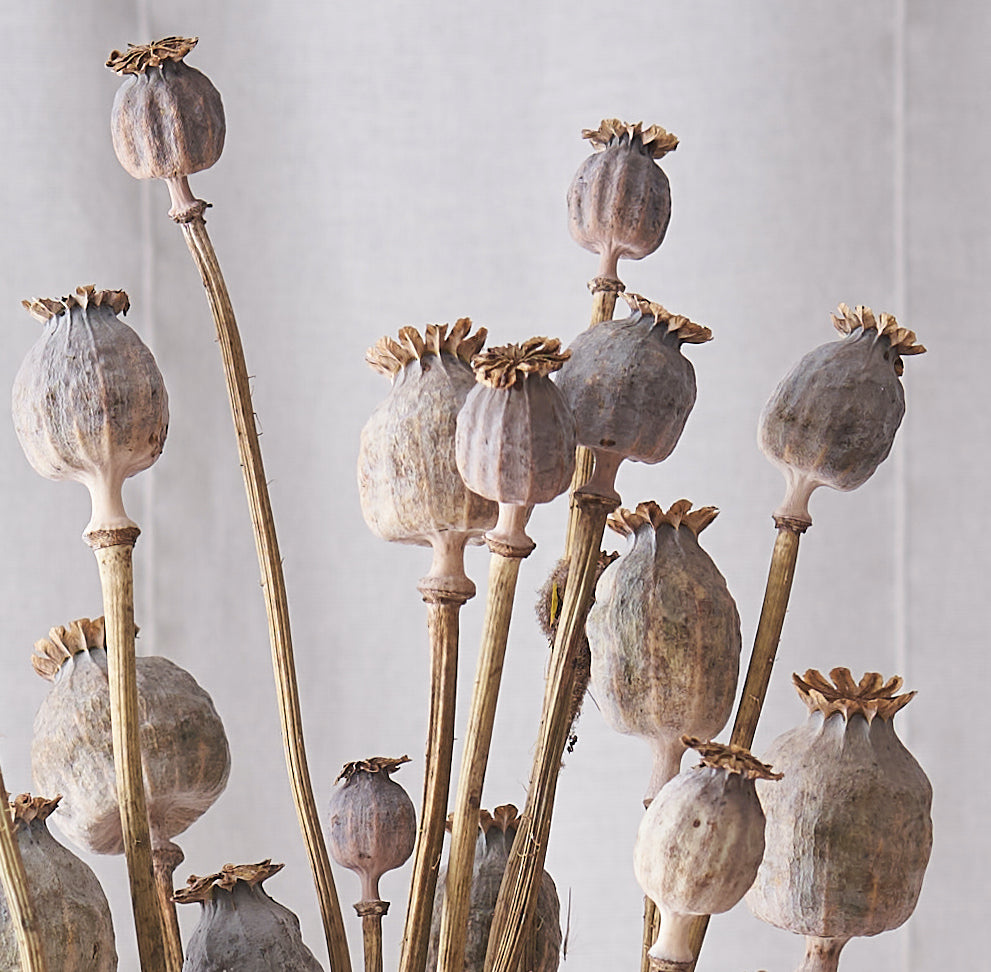 Poppy dried bunch: natural seed heads