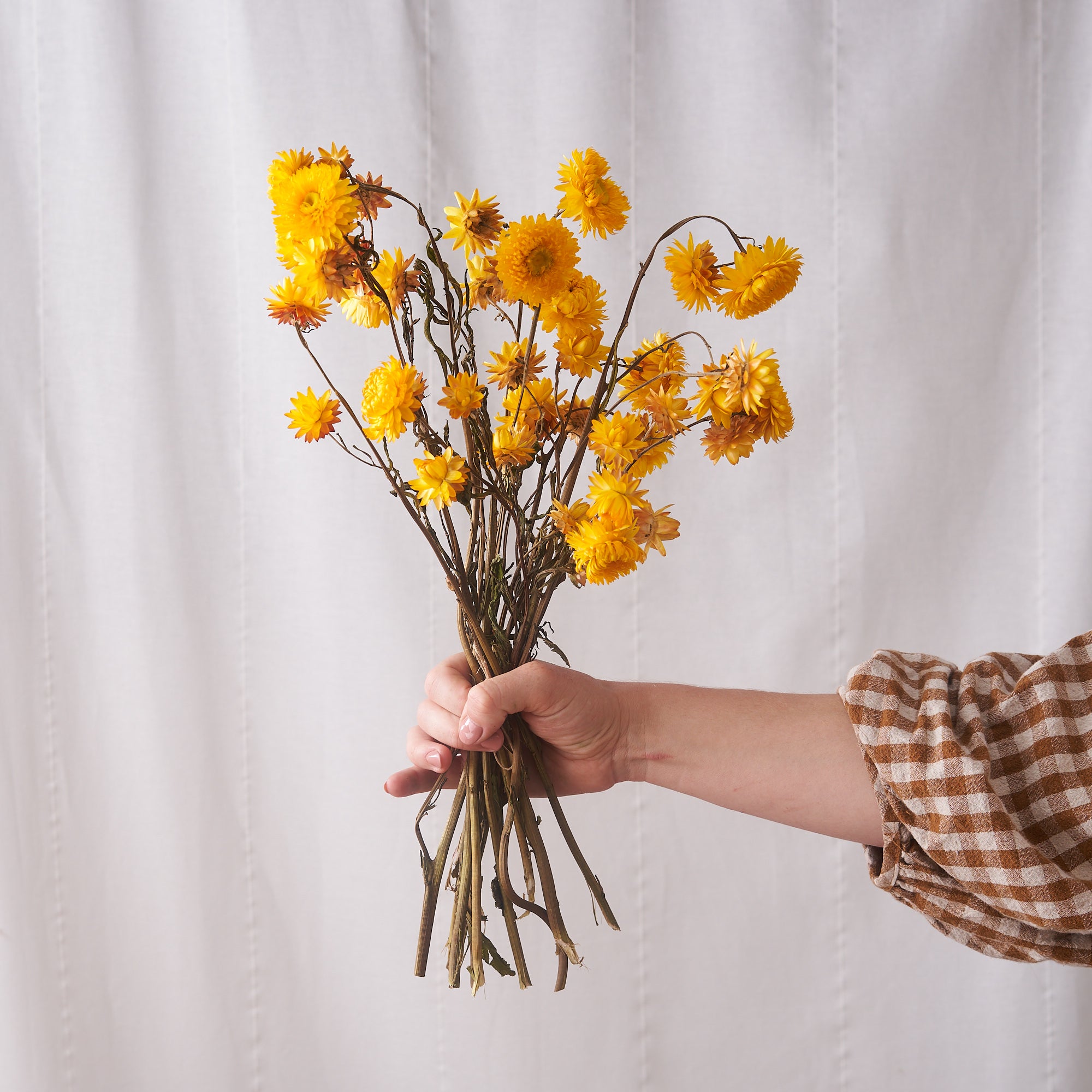 Yellow straw flower dried bunch